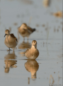Kampfläufer chevalier combattant